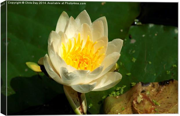 White Water Lily Canvas Print by Chris Day