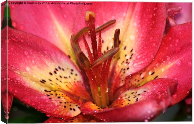 Arsenal Lily Canvas Print by Chris Day