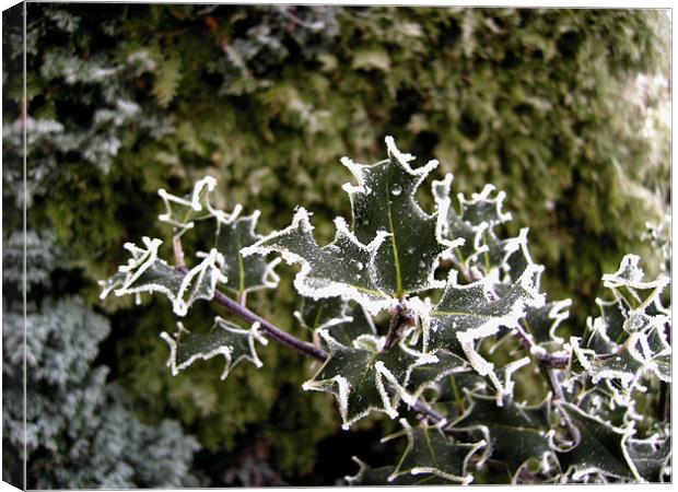 Chilly Holly Canvas Print by Chris Day