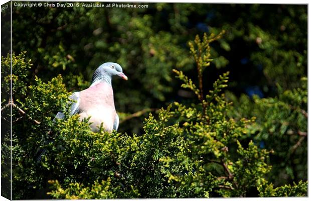 Wood pigeon Canvas Print by Chris Day