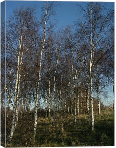 Silver Birch Trees Canvas Print by Chris Day