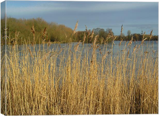 Lakeside Grass Canvas Print by Chris Day