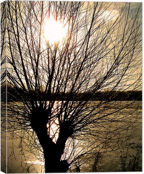 Tree Silhouette Canvas Print by Chris Day