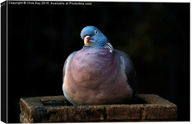 Woodpigeon Canvas Print by Chris Day