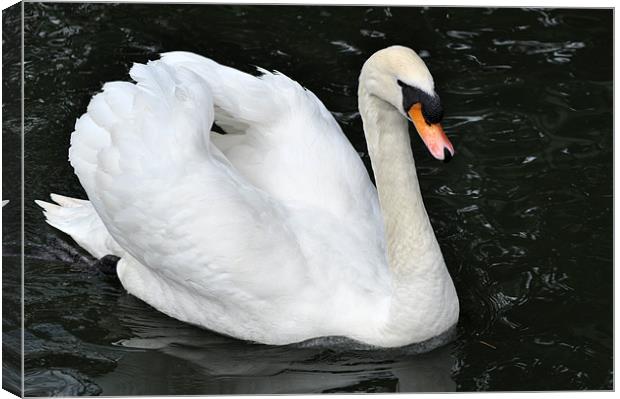 Swan on Parade Canvas Print by Chris Day