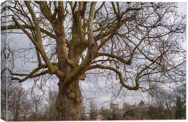 Wild Old Tree Canvas Print by Chris Day