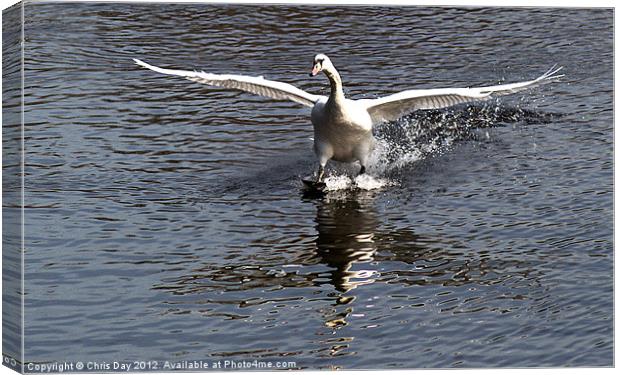 Swan touches down Canvas Print by Chris Day