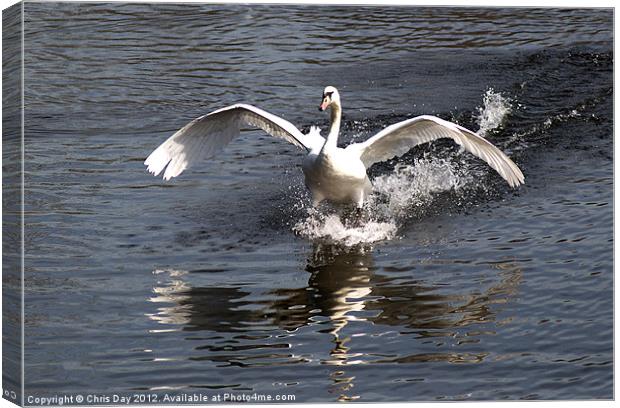 Swan Water Skiing Canvas Print by Chris Day
