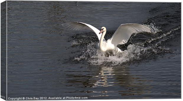 Swans final landing Canvas Print by Chris Day