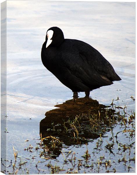 Coot Canvas Print by Chris Day