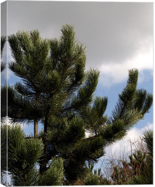 Pine Tree Canvas Print by Chris Day