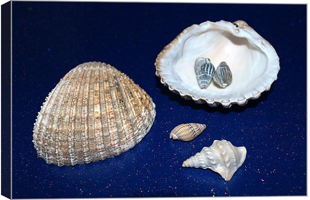 Sea shells Canvas Print by Chris Day