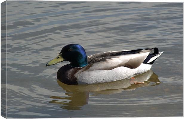 Mallard out for a swim Canvas Print by Chris Day