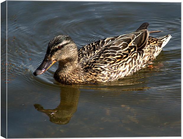 Mallard out for a swim Canvas Print by Chris Day