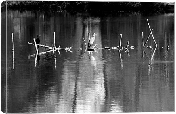 Grey Heron on Black and white perches Canvas Print by Chris Day
