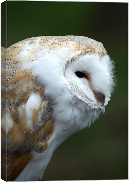 Small Owl Canvas Print by Chris Day