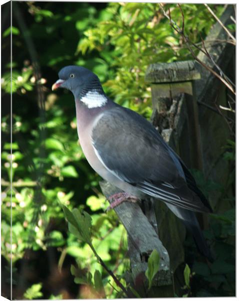Common Wood Pigeon Canvas Print by Chris Day