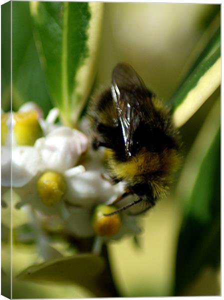 Bee collecting Canvas Print by Chris Day