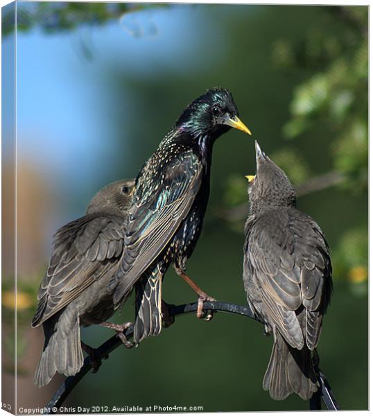 Starling family Canvas Print by Chris Day