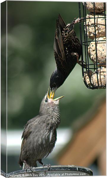 Starling feeding a juvenile Canvas Print by Chris Day