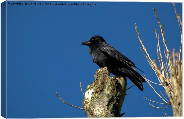 A Crow Canvas Print by Chris Day