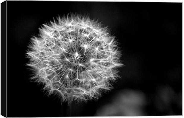 Dandelion seed head (crepis) in Black and white Canvas Print by Chris Day
