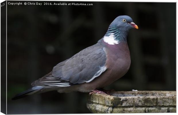 Woodpigeon Canvas Print by Chris Day