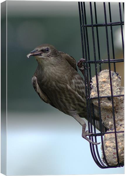 Juvenile Starling Canvas Print by Chris Day