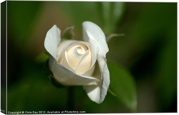 White Rose 2 Canvas Print by Chris Day
