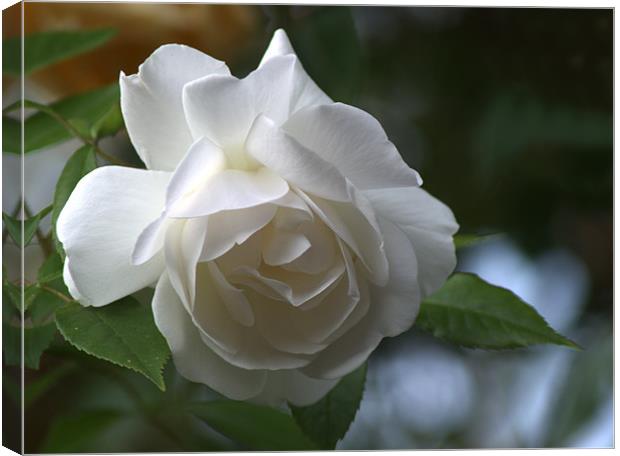 White Rose 3 Canvas Print by Chris Day