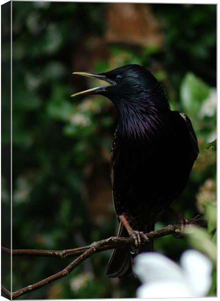 Talking Starling Canvas Print by Chris Day