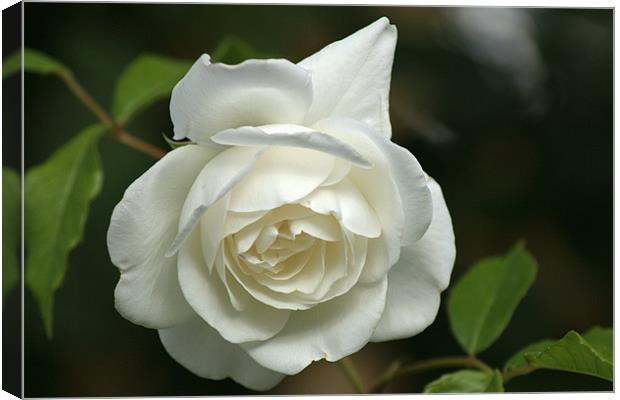 White Rose 4 Canvas Print by Chris Day