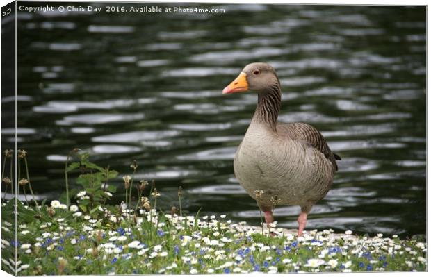 Greylag Goose Canvas Print by Chris Day