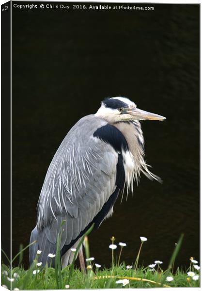Heron Canvas Print by Chris Day