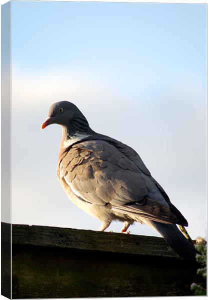 Common Wood Pigeon Canvas Print by Chris Day
