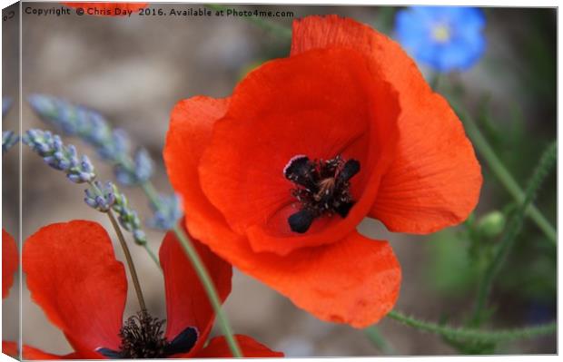 Red Poppy Canvas Print by Chris Day