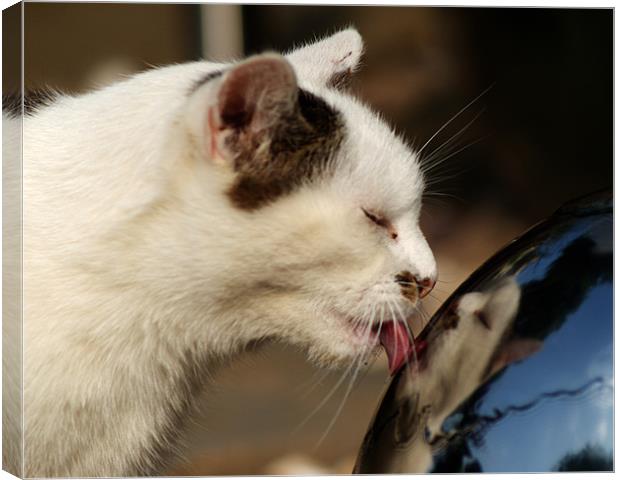 Cat that got the water from our water feature Canvas Print by Chris Day