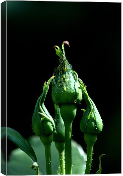 Greenfly Canvas Print by Chris Day