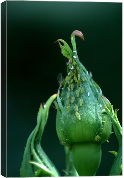 Greenfly Canvas Print by Chris Day