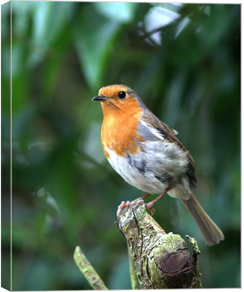 Robin 3 Canvas Print by Chris Day