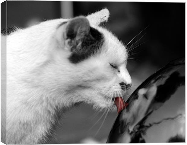 Cat in black and white with his tongue in colour Canvas Print by Chris Day