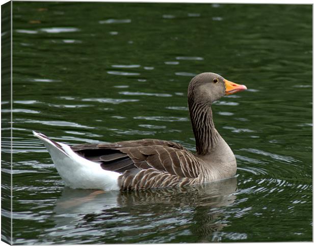 Greylag Goose Canvas Print by Chris Day
