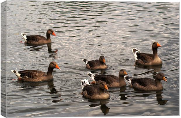 Family of Greylag Geese Canvas Print by Chris Day