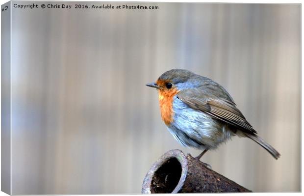 Robin Canvas Print by Chris Day