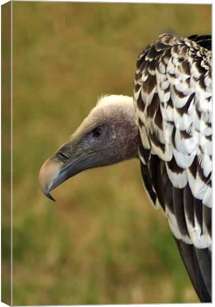 Ruppels Griffin Vulture Canvas Print by Chris Day