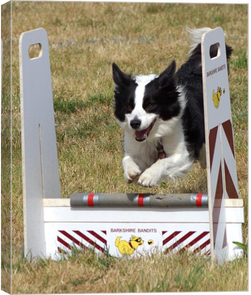 Collie dog in a flyball competition Canvas Print by Chris Day