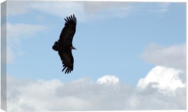 Hooded Vulture in flight Canvas Print by Chris Day