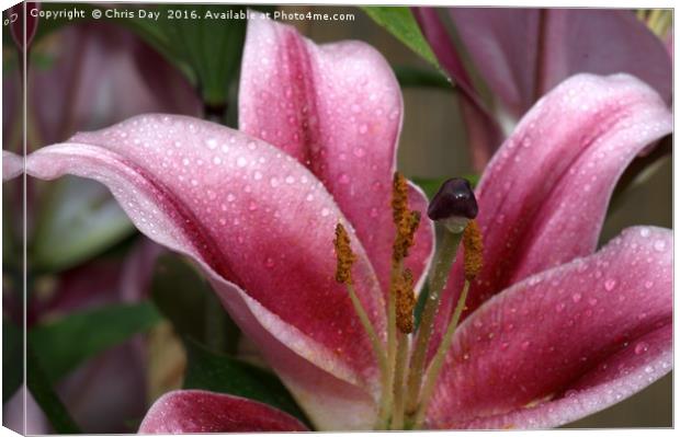 Blueberry Crush Canvas Print by Chris Day