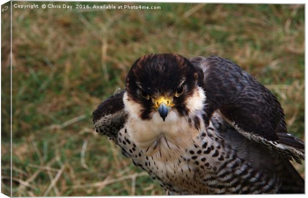 Peregrine Falcon Canvas Print by Chris Day