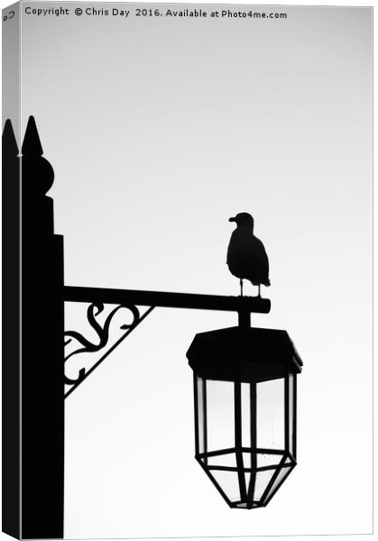 Gull Silhouette Canvas Print by Chris Day